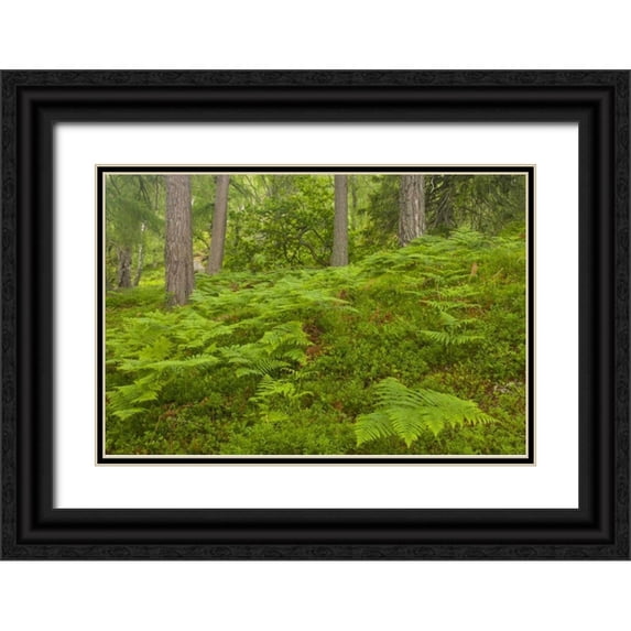Illg, Cathy and Gordon 14x11 Black Ornate Wood Framed with Double Matting Museum Art Print Titled - Europe, Scotland, Cairngorm NP Forest ferns