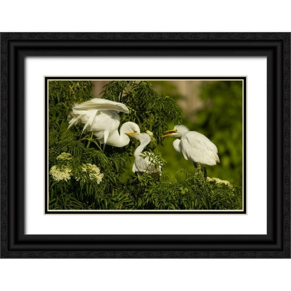 Illg, Cathy and Gordon 14x11 Black Ornate Wood Framed with Double Matting Museum Art Print Titled - Florida Great egret chicks being fed by parent