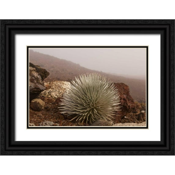Illg, Cathy and Gordon 14x11 Black Ornate Wood Framed with Double Matting Museum Art Print Titled - Hawaii, Maui, Haleakala NP Silversword plant