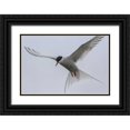 thumbnail image 1 of Illg, Cathy and Gordon 14x11 Black Ornate Wood Framed with Double Matting Museum Art Print Titled - Iceland, Reykjavik Arctic tern hovering, 1 of 4