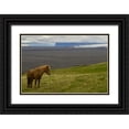 thumbnail image 1 of Illg, Cathy and Gordon 14x11 Black Ornate Wood Framed with Double Matting Museum Art Print Titled - Iceland, Skaftafell NP Icelandic horse, 1 of 4