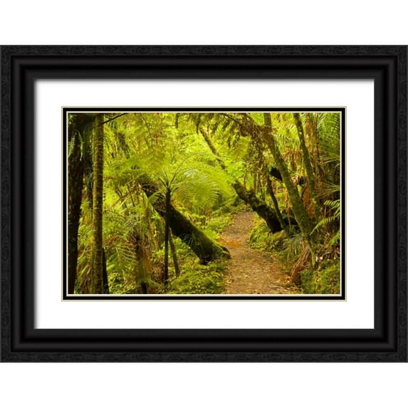 Illg, Cathy and Gordon 14x11 Black Ornate Wood Framed with Double Matting Museum Art Print Titled - New Zealand, North Island Trail through a forest