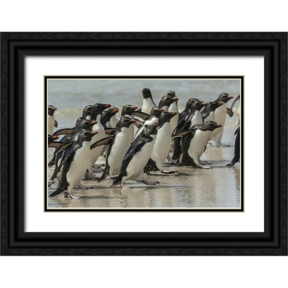 Illg, Cathy and Gordon 14x11 Black Ornate Wood Framed with Double Matting Museum Art Print Titled - Saunders Island Rockhopper penguins returning