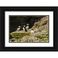 thumbnail image 1 of Illg, Cathy and Gordon 14x11 Black Ornate Wood Framed with Double Matting Museum Art Print Titled - Scotland, Shetland Islands Atlantic puffins, 1 of 4