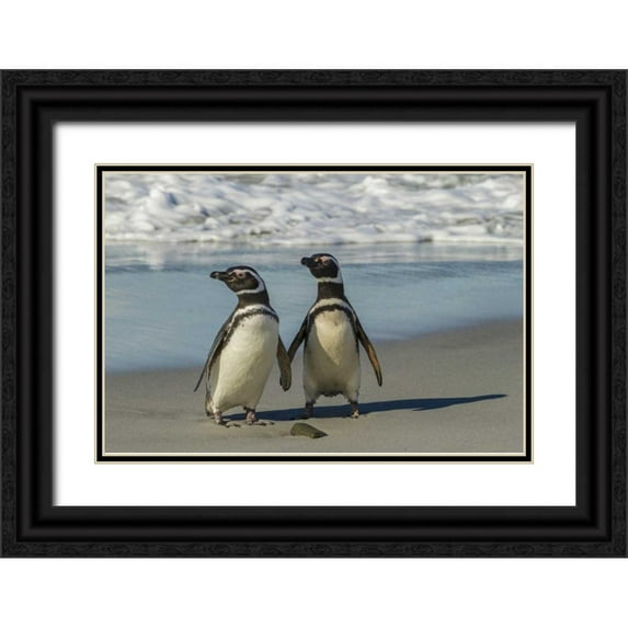 Illg, Cathy and Gordon 14x11 Black Ornate Wood Framed with Double Matting Museum Art Print Titled - Sea Lion Island Magellanic penguins on beach