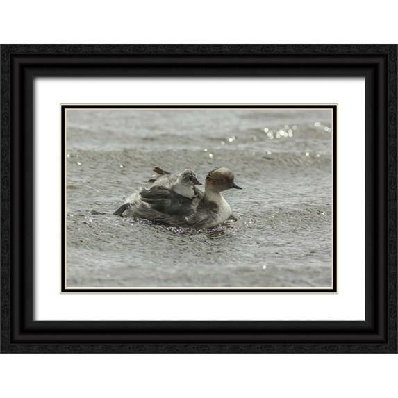 Illg, Cathy and Gordon 14x11 Black Ornate Wood Framed with Double Matting Museum Art Print Titled - Sea Lion Island Silvery grebe with chick on back