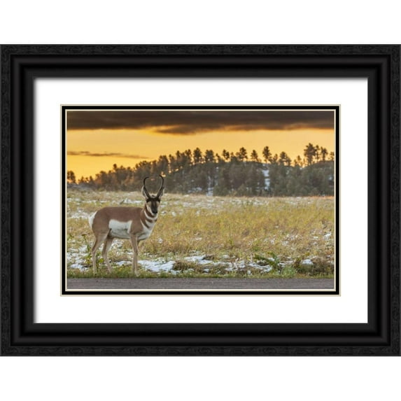 Illg, Cathy and Gordon 14x11 Black Ornate Wood Framed with Double Matting Museum Art Print Titled - South Dakota, Custer SP Pronghorn at sunrise