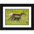 thumbnail image 1 of Illg, Cathy and Gordon 14x11 Black Ornate Wood Framed with Double Matting Museum Art Print Titled - South Dakota, Custer SP Pronghorn with its fawn, 1 of 4