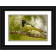 thumbnail image 1 of Illg, Cathy and Gordon 14x11 Black Ornate Wood Framed with Double Matting Museum Art Print Titled - Texas, Hidalgo County Green jay on limb, 1 of 4