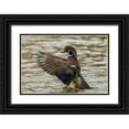 thumbnail image 1 of Illg, Cathy and Gordon 14x11 Black Ornate Wood Framed with Double Matting Museum Art Print Titled - USA, New Mexico Wood duck taking off in water, 1 of 4