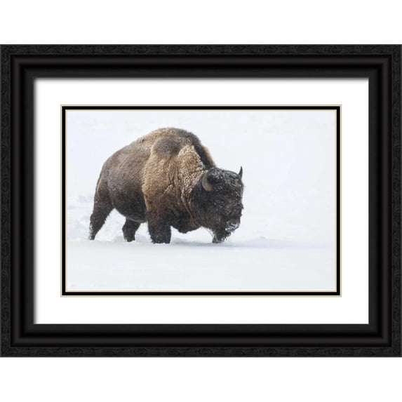 Illg, Cathy and Gordon 14x11 Black Ornate Wood Framed with Double Matting Museum Art Print Titled - Wyoming, Yellowstone NP Bison walking in snow