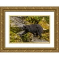 thumbnail image 1 of Illg, Cathy and Gordon 14x11 Gold Ornate Wood Framed with Double Matting Museum Art Print Titled - AK, Tongass NF Black bear walking among boulders, 1 of 4