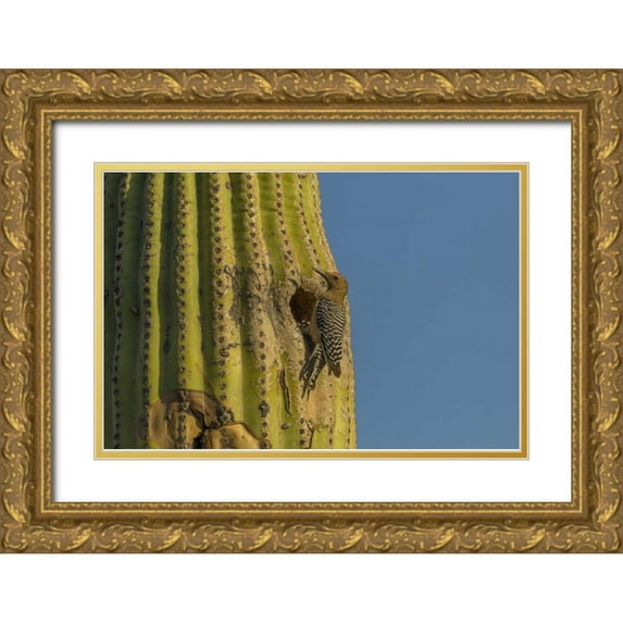 Illg, Cathy and Gordon 14x11 Gold Ornate Wood Framed with Double Matting Museum Art Print Titled - AZ, Sonoran Desert Gila woodpecker at nest hole