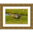 thumbnail image 1 of Illg, Cathy and Gordon 14x11 Gold Ornate Wood Framed with Double Matting Museum Art Print Titled - Bleaker Island Female upland goose running, 1 of 4