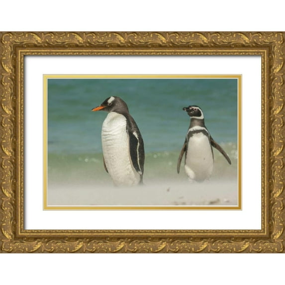 Illg, Cathy and Gordon 14x11 Gold Ornate Wood Framed with Double Matting Museum Art Print Titled - Bleaker Island Gentoo penguins on the beach