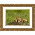 thumbnail image 1 of Illg, Cathy and Gordon 14x11 Gold Ornate Wood Framed with Double Matting Museum Art Print Titled - CO, Rocky Mountain Arsenal Prairie dog family, 1 of 4