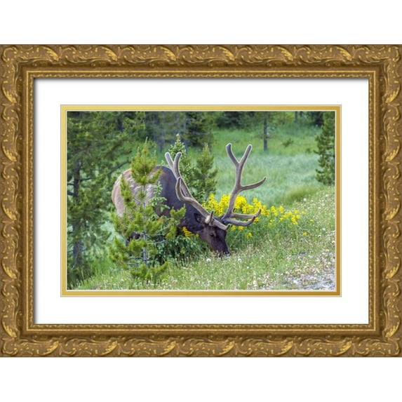 Illg, Cathy and Gordon 14x11 Gold Ornate Wood Framed with Double Matting Museum Art Print Titled - Colorado, Rocky Mountain NP Bull elk grazing