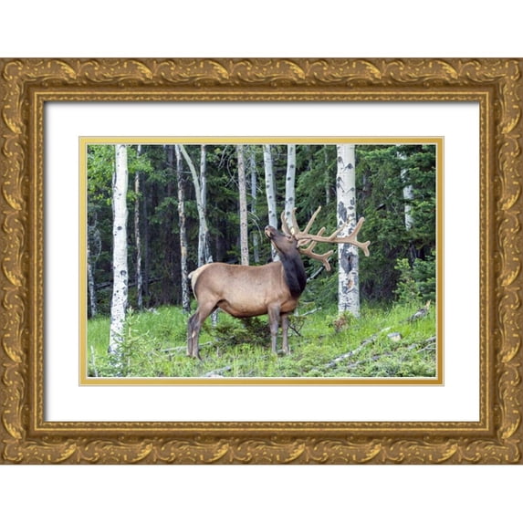 Illg, Cathy and Gordon 14x11 Gold Ornate Wood Framed with Double Matting Museum Art Print Titled - Colorado, Rocky Mountain NP Bull elk in forest