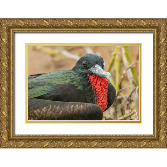 Illg, Cathy and Gordon 14x11 Gold Ornate Wood Framed with Double Matting Museum Art Print Titled - Ecuador, Galapagos NP Male great Frigatebird