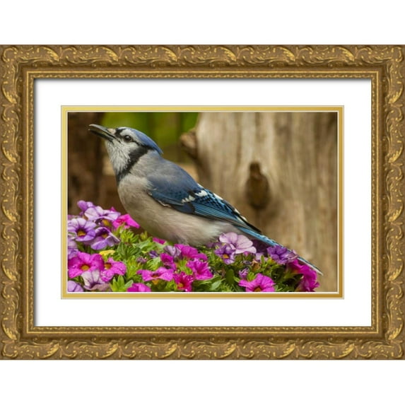 Illg, Cathy and Gordon 14x11 Gold Ornate Wood Framed with Double Matting Museum Art Print Titled - North Carolina, Guilford County Blue jay