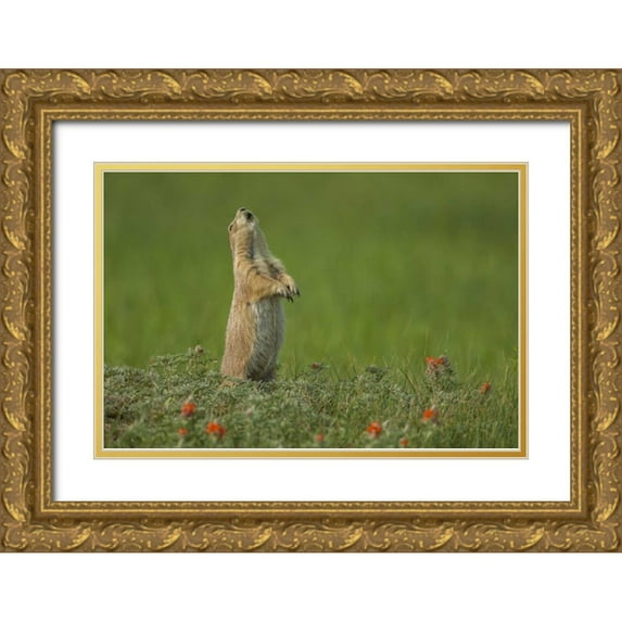 Illg, Cathy and Gordon 14x11 Gold Ornate Wood Framed with Double Matting Museum Art Print Titled - SD, Custer SP black-tailed prairie dog calling