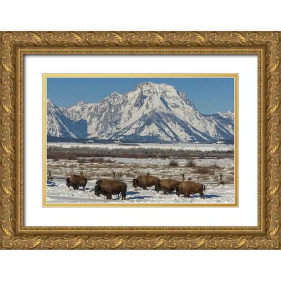 Illg, Cathy and Gordon 14x11 Gold Ornate Wood Framed with Double Matting Museum Art Print Titled - Wyoming, Grand Tetons Bison and winter landscape