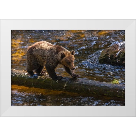 Illg, Cathy and Gordon 14x11 White Modern Wood Framed Museum Art Print Titled - AK, Tongass NF Grizzly bear on log hunting