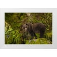 thumbnail image 1 of Illg, Cathy and Gordon 14x11 White Modern Wood Framed Museum Art Print Titled - AK, Tongass NF Grizzly bear standing on boulder, 1 of 4