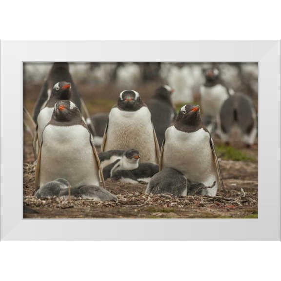 Illg, Cathy and Gordon 14x11 White Modern Wood Framed Museum Art Print Titled - Bleaker Island Group of Gentoo penguins