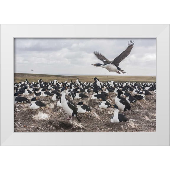 Illg, Cathy and Gordon 14x11 White Modern Wood Framed Museum Art Print Titled - Bleaker Island Imperial shag nesting colony