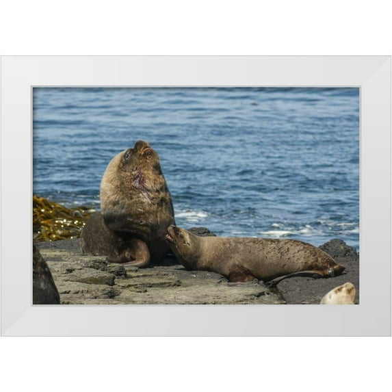 Illg, Cathy and Gordon 14x11 White Modern Wood Framed Museum Art Print Titled - Bleaker Island Southern sea lions near water