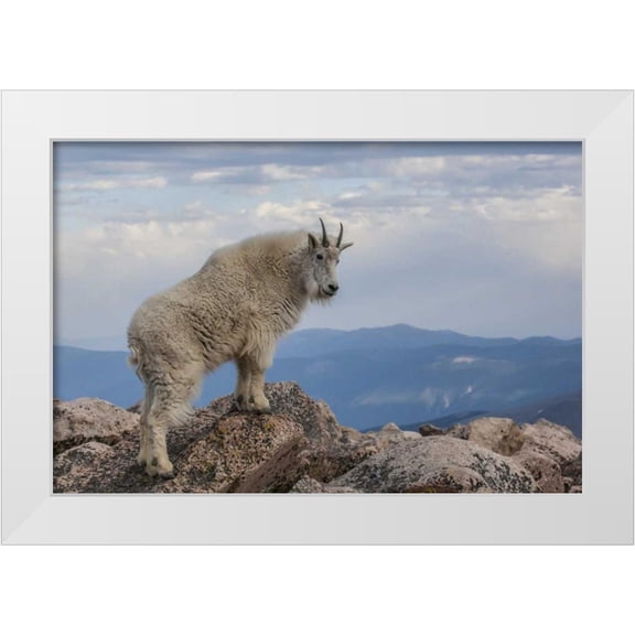 Illg, Cathy and Gordon 14x11 White Modern Wood Framed Museum Art Print Titled - CO, Mt Evans Mountain goat stands against sky