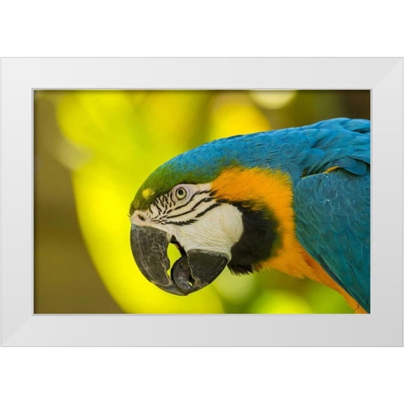 Illg, Cathy and Gordon 14x11 White Modern Wood Framed Museum Art Print Titled - California, Santa Barbara Profile of macaw