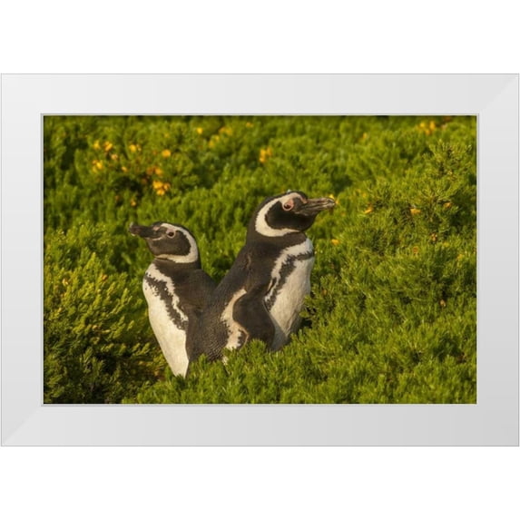 Illg, Cathy and Gordon 14x11 White Modern Wood Framed Museum Art Print Titled - Carcass Island Magellanic penguins
