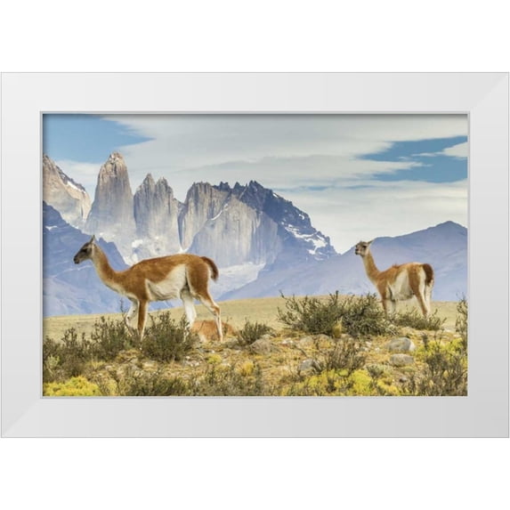 Illg, Cathy and Gordon 14x11 White Modern Wood Framed Museum Art Print Titled - Chile, Patagonia, Torres del Paine Guanacos