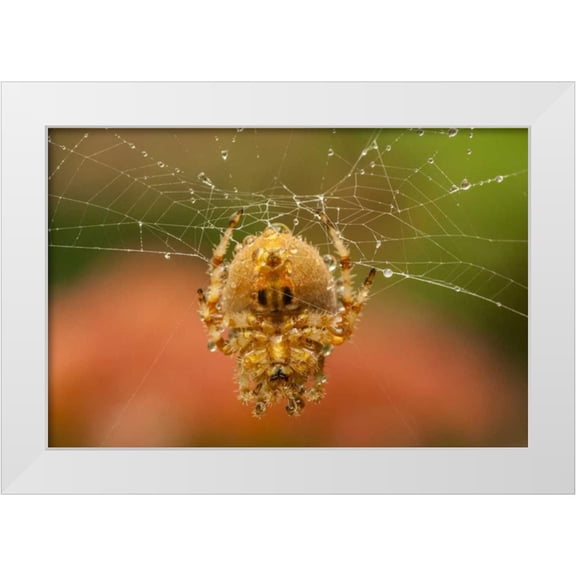 Illg, Cathy and Gordon 14x11 White Modern Wood Framed Museum Art Print Titled - Colorado, Jefferson Co Orb-weaver spider on web