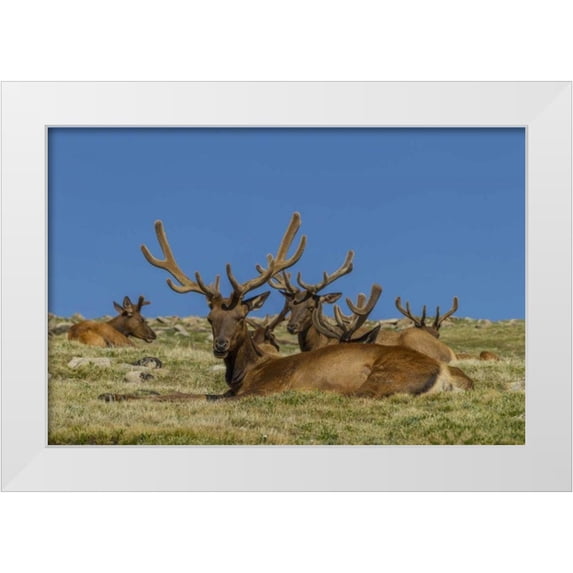 Illg, Cathy and Gordon 14x11 White Modern Wood Framed Museum Art Print Titled - Colorado, Rocky Mountain NP Bull elks resting