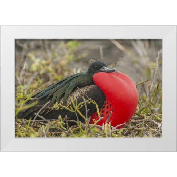 Illg, Cathy and Gordon 14x11 White Modern Wood Framed Museum Art Print Titled - Ecuador, Galapagos Great Frigatebird displaying