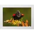 thumbnail image 1 of Illg, Cathy and Gordon 14x11 White Modern Wood Framed Museum Art Print Titled - FL, Green Cay, Red-winged blackbird singing, 1 of 4