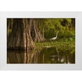 thumbnail image 1 of Illg, Cathy and Gordon 14x11 White Modern Wood Framed Museum Art Print Titled - Louisiana Bald cypress and great egret, 1 of 4
