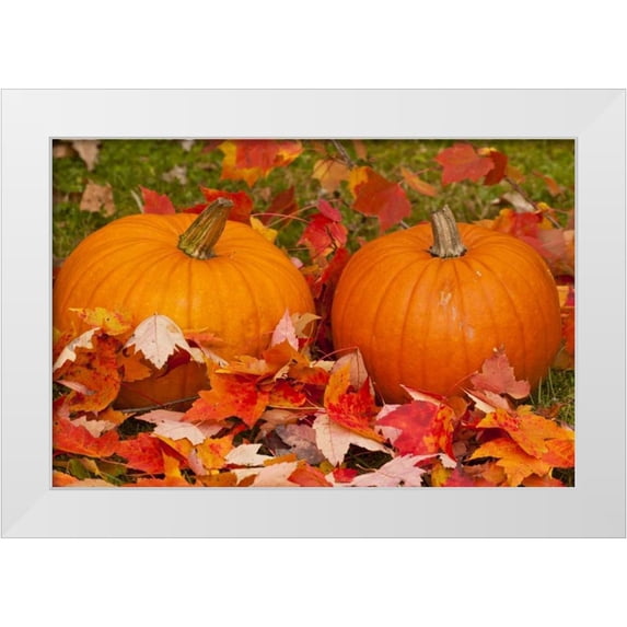 Illg, Cathy and Gordon 14x11 White Modern Wood Framed Museum Art Print Titled - Minnesota Close-up of pumpkins and autumn leaves