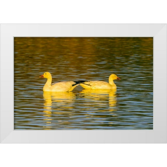Illg, Cathy and Gordon 14x11 White Modern Wood Framed Museum Art Print Titled - New Mexico, Bosque Del Apache NWR snow geese