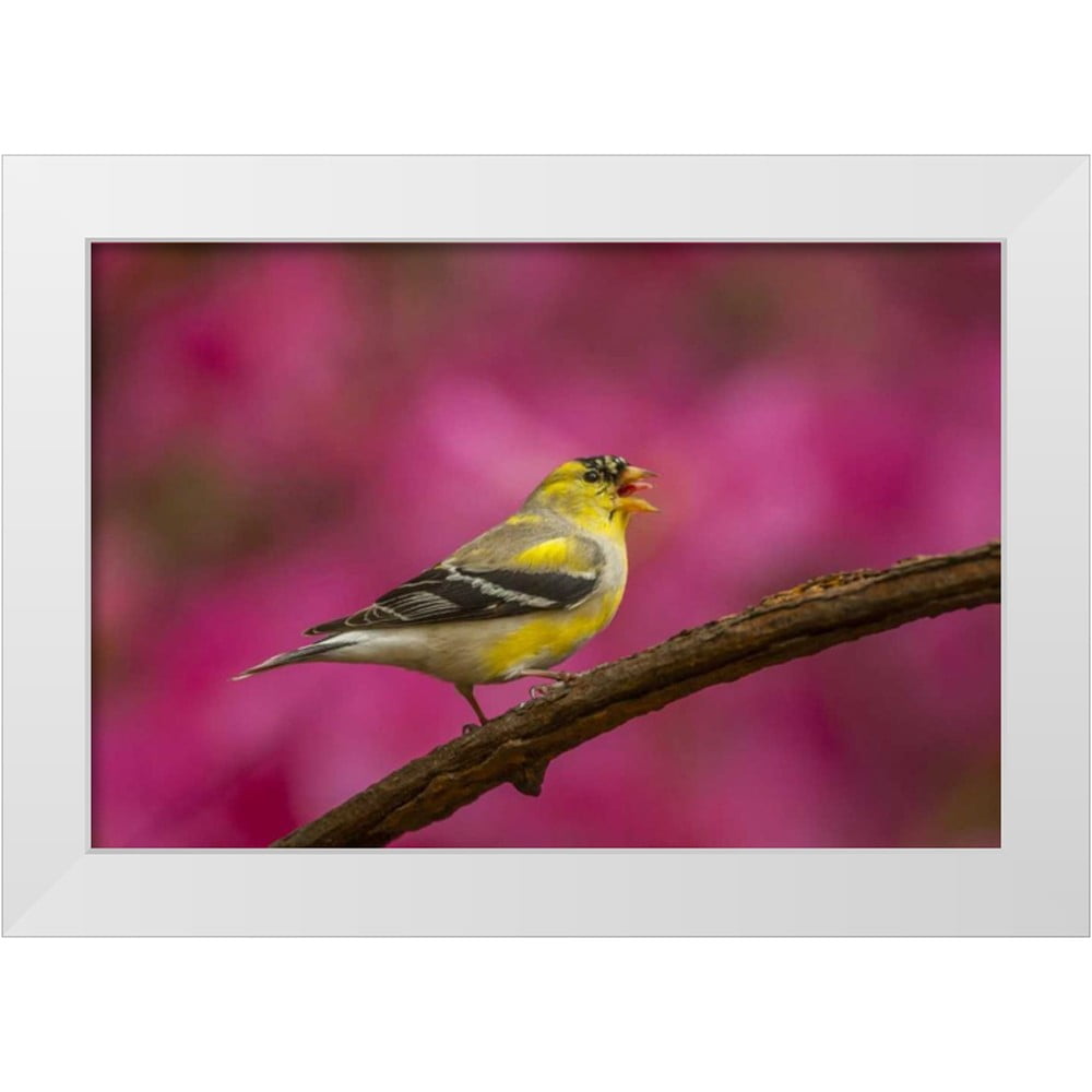 Illg, Cathy and Gordon 14x11 White Modern Wood Framed Museum Art Print