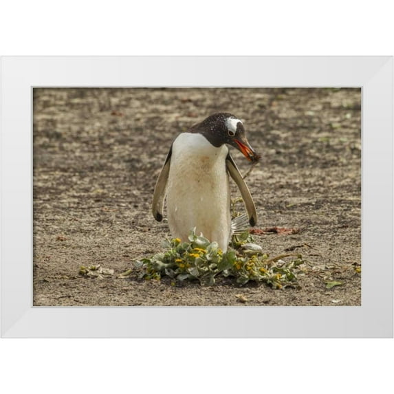 Illg, Cathy and Gordon 14x11 White Modern Wood Framed Museum Art Print Titled - Saunders Isl Gentoo penguin with nest material