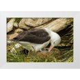 thumbnail image 1 of Illg, Cathy and Gordon 14x11 White Modern Wood Framed Museum Art Print Titled - Saunders Island Black-browed albatross and chick, 1 of 4