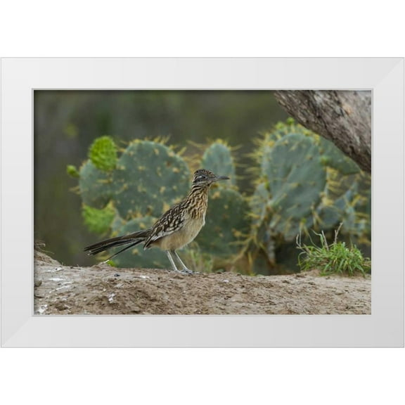 Illg, Cathy and Gordon 14x11 White Modern Wood Framed Museum Art Print Titled - Texas, Hidalgo Co Roadrunner bird next to cacti