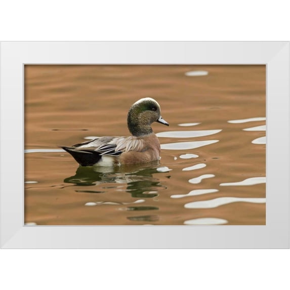 Illg, Cathy and Gordon 14x11 White Modern Wood Framed Museum Art Print Titled - USA, New Mexico American widgeon duck in water