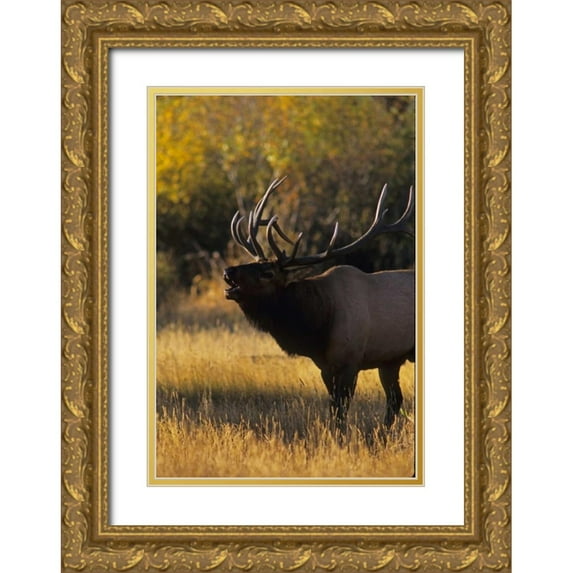 Illg, Cathy and Gordon 14x18 Gold Ornate Wood Framed with Double Matting Museum Art Print Titled - Colorado, Rocky Mountain NP Bull elk bugling