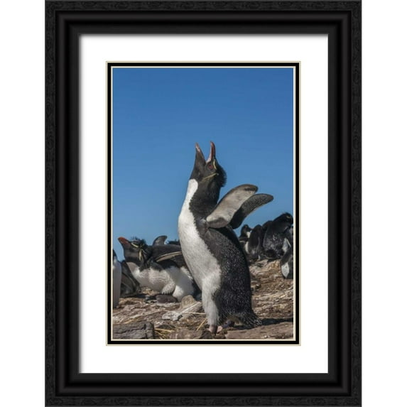 Illg, Cathy and Gordon 17x24 Black Ornate Wood Framed with Double Matting Museum Art Print Titled - Bleaker Island Rockhopper penguin calling