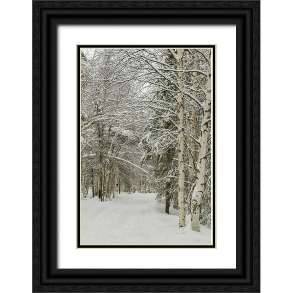 Illg, Cathy and Gordon 17x24 Black Ornate Wood Framed with Double Matting Museum Art Print Titled - USA, Alaska Snow-covered birch and spruce forest